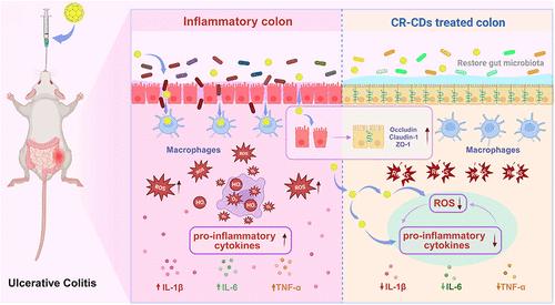 Oral Carbon Dots Derived from Cimicifugae rhizome Carbonization Products to Ameliorate Ulcerative Colitis
