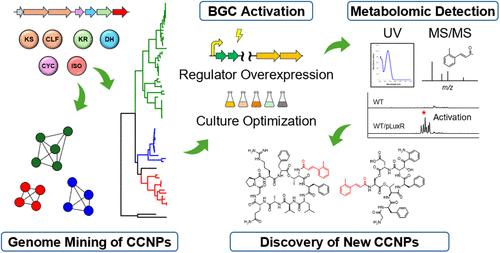 Logical Exploration of Cinnamoyl-Containing Nonribosomal Peptides via Metabologenomic Targeting and Regulator Overexpression