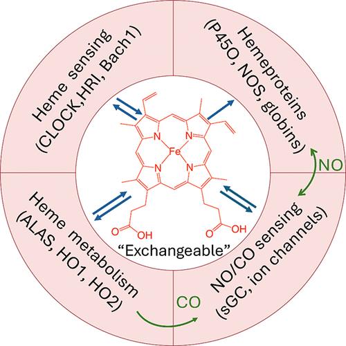 Heme Trafficking and the Importance of Handling Nature’s Most Versatile Cofactor