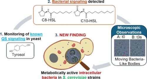 First Evidence of Metabolically Active Intracellular Bacteria in Saccharomyces cerevisiae