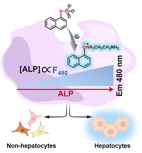 From Serum to Organ: The Amine-Naphthalene Modular Platform Enables Precise Identification and Quantification of Alkaline Phosphatase