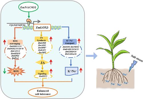 Lipoxygenase ZmLOX3 Enhances Salt Tolerance of Maize Under the Regulation of ZmNAC032
