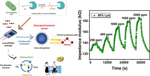 Bioinspired Iontronic Gas Sensor for Selective CO2 Sensing via Reversible Lysine Carbamylation