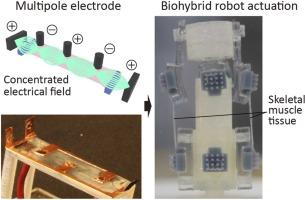 Multipole electrodes for driving biohybrid robots via selective muscle contraction