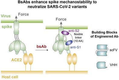 Mechano‐Locking Strategy for Broad‐Spectrum SARS‐CoV‐2 Neutralization