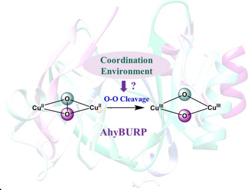 Deciphering the Coordination Environment’s Impact on O–O Activation in Dicopper Enzymes: Computational Insights from AhyBURP Peptide Cyclase