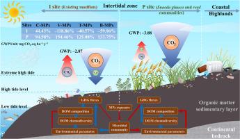 Vegetation cover affects the response of greenhouse gas emissions to microplastics in a coastal wetland