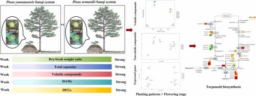 Unveiling the molecular regulations of terpenoid biosynthesis in Sanqi flowers across two cultivation systems and flowering stages using multiomics approaches