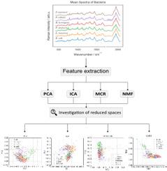 Exploring Feature Extraction Methods for Raman Spectroscopy: A Comparative Study