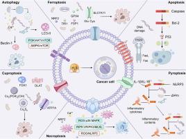Hydrogen sulfide regulation in redox homeostasis and programmed cell death: mechanistic insights and implications in cancer
