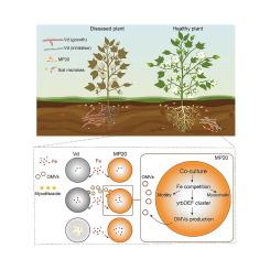 A predator–prey interaction between myxobacteria and fungi mediated by outer membrane vesicles