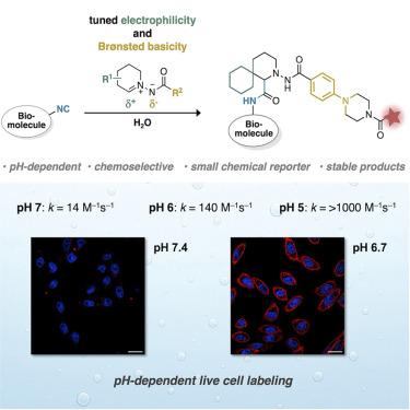 The AMI-isonitrile ligation 2.0: Fast, selective, and pH sensitive