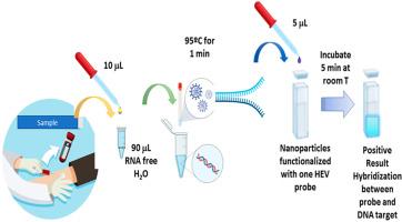 Development and Clinical Evaluation of a Nanoparticle-based Biosensor for Rapid Detection of Hepatitis E Virus in Human Serum