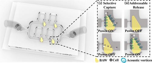 Selective Capture and Addressable Release of Single Cells Enabled by Acoustic Resonator Integrated Serpentine Microchannel