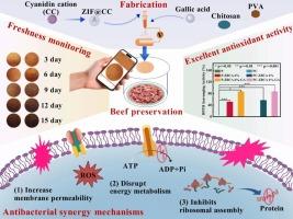 Electrospun polyvinyl alcohol/chitosan-ZIF-8@cyanidin cation-gallic acid multifunctional nanofilm for real-time visual monitoring of beef freshness