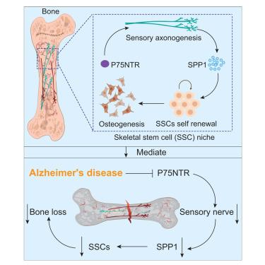 The p75 neurotrophin receptor controls the skeletal stem cell niche through sensory innervation