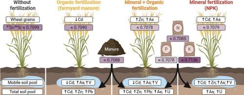 Impacts of fertilization on metal(loid) transfer from soil to wheat in a long-term fertilization experiment – using 87Sr/86Sr isotopes as metal(loid) tracer