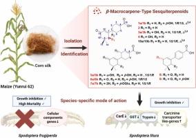 Novel β-macrocarpene sesquiterpenoids from maize with inhibition potential against Spodoptera pests via species-specific mechanisms