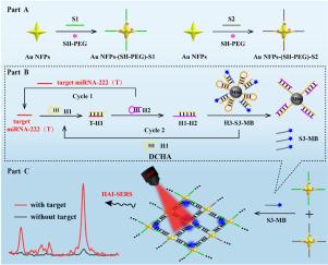 Au NFPs Hotspot Aggregation-induced Surface-Enhanced Raman Scattering with DCHA as effective signal amplification for the Ultrasensitive detection of liver cancer markers