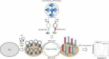 Dual-signal amplification via high-entropy alloy nanoparticle catalysis and target DNA recycling for ultrasensitive HPV-16/18 detection in human serum