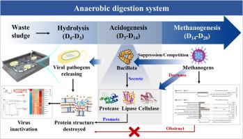 Functional Microbial Communities in the Hydrolysis-Acidogenesis Stage Promote Sludge Viral Inactivation under Anaerobic Digestion