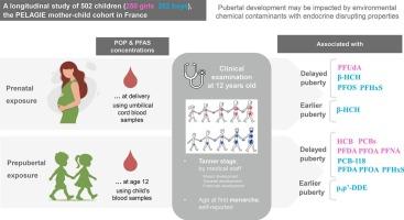 Prenatal and prepubertal exposures to organochlorine compounds and perfluoroalkyl substances and pubertal development at age 12: The PELAGIE cohort study
