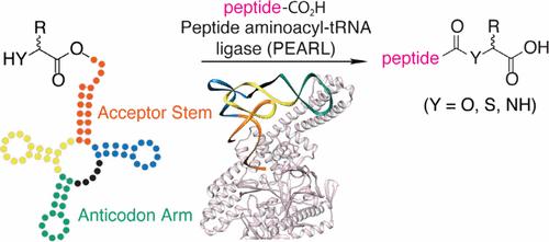 Aminoacyl-tRNA Specificity of a Ligase Catalyzing Non-ribosomal Peptide Extension