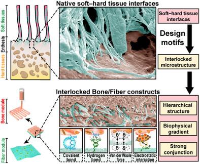An Interlocked Bone/Fiber Construct Recapitulating the Native Soft‒Hard Tissue Interfaces for Periodontal Complex Regeneration in Pigs