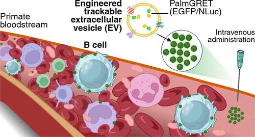 Extracellular Vesicles and B Cell Interactions: B-Side Track or Greatest Hit?
