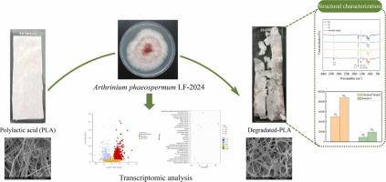 Efficient degradation of polylactic acid plastics by a novel fungal strain Arthrinium phaeospermum and mechanistic insights