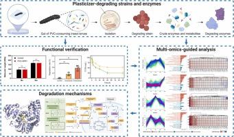 Multi-omics-Guided Discovery of Broad-Spectrum Plasticizer Degrader Rhodococcus sp. SPR1 and Key Enzymes Driving Tris(2-ethylhexyl) Trimellitate (TOTM) Degradation