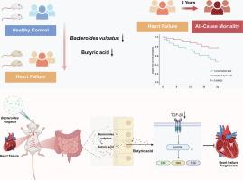 Bacteroides vulgatus alleviates heart failure via butyric acid-TGF-β1/MAPK pathway