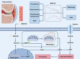 MK8722 alleviates osteoarthritis by activating Sesn2 and transcriptionally upregulating BNIP3 to promote mitophagy and inhibit chondrocyte ferroptosis