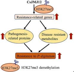 Navel orange postharvest resistance towards Penicillium digitatum − role of histone demethylase CsJMJ12