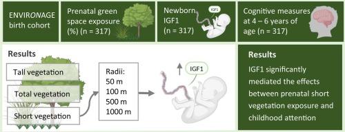 Prenatal green space exposure and child’s cognition: mediation by cord blood IGF1 in the ENVIRONAGE birth cohort