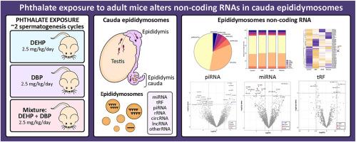 Phthalate exposure to adult mice alters non-coding RNAs in cauda epididymosomes