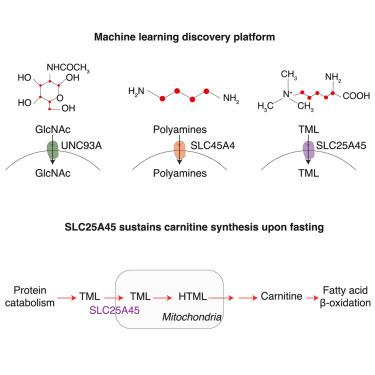 Machine-learning-guided discovery of SLC25A45 as a mediator of mitochondrial methylated amino acid import and carnitine synthesis
