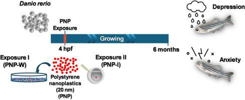Unseen threats: How nanoplastics trigger anxiety and depression-like behaviors in zebrafish (Danio rerio)