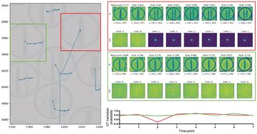 High-resolution time-lapse imaging of droplet-cell dynamics via optimal transport and contrastive learning