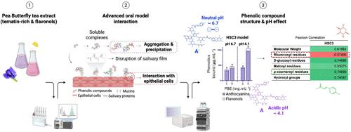 Molecular Insights into the Astringency of Clitoria ternatea Tea: Role of Phenolic Structure, Oral Constituents, and pH