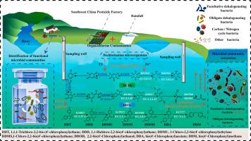 Nanoscale zero-valent iron coupled with microorganisms enhances the removal of organochlorine pesticides in groundwater: Insights from the role of cascading effects and horizontal gene transfer