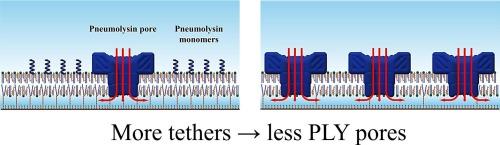 The tether compound/backfiller ratio impacts protein pore formation in the artificial lipid membrane