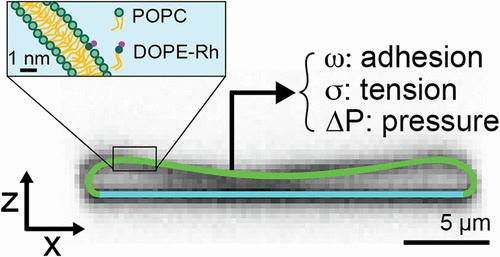 Dynamic Shape Modulation of Deflated and Adhered Lipid Vesicles