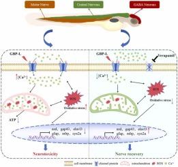 Gabapentin lactam induces neurodevelopmental deficits via calcium-mitochondria-ROS cascade