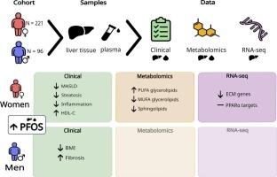 Human liver perfluorooctane sulfonate associates with steatotic liver disease in a sex-dependent manner
