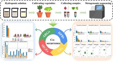 Accumulation and translocation of antibiotic resistance genes in plants cultivated in hydroponic systems with nitrified biogas slurry