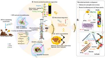 Mitigating perfluorooctanoic acid inhibition in electrochemically-assisted spiral upflow anaerobic membrane reactor for wastewater treatment: EPS interaction-desorption dynamics and Metabolic pathway reconstruction