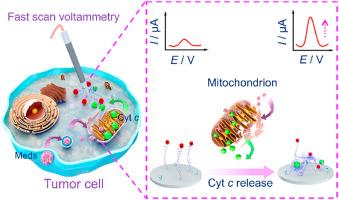 Dynamic monitoring of Cytochrome c in single tumor cell for anticancer drug susceptibility assessment