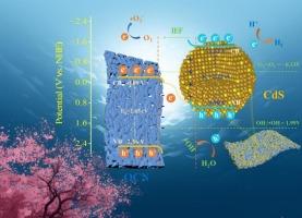 Photocatalysis over CdS quantum dots/oxygen doped g-C3N4 Z-scheme heterojunction: Revealing the synergistic effects of quantum confinement effect, defect engineering, and Z-scheme mechanism