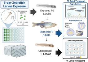 Adverse adult-onset and multigenerational effects in zebrafish (Danio rerio) developmentally exposed to polystyrene nanoplastics
